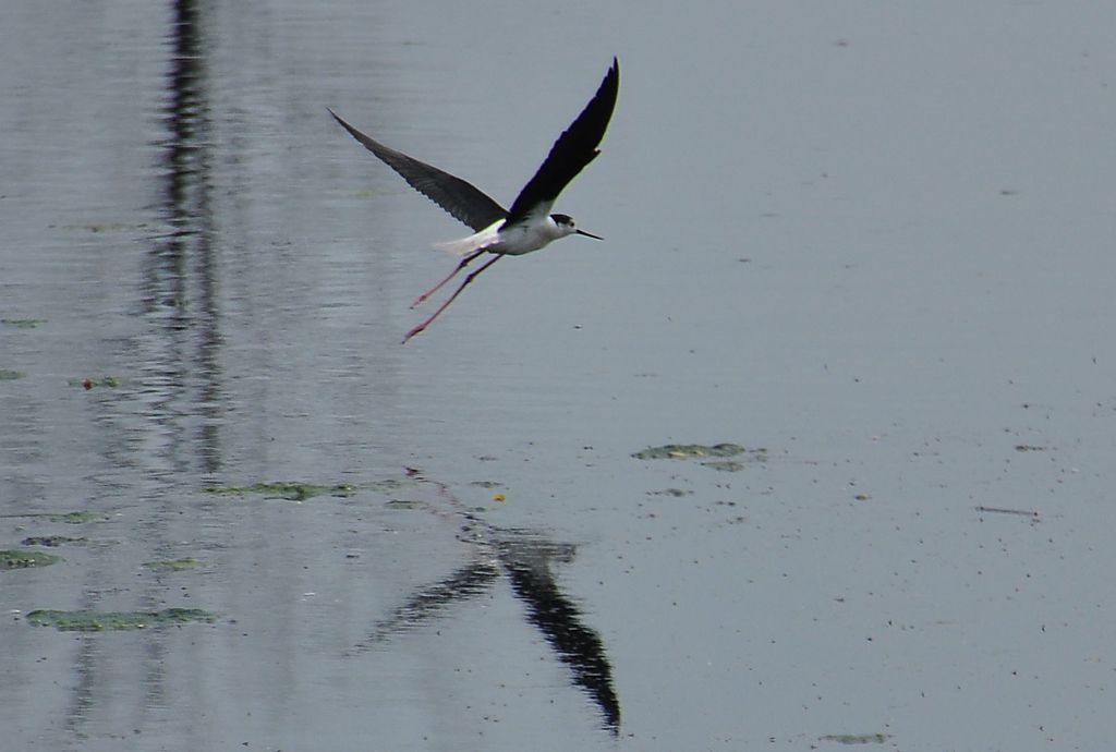 nuova cartella 072 - 