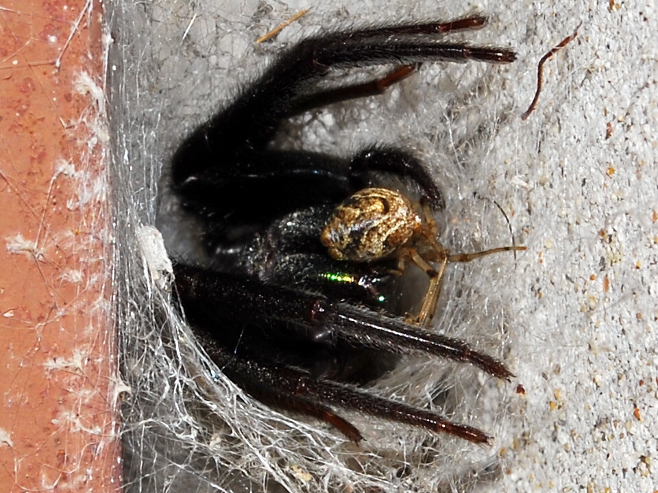 segestria florentina 003 - 