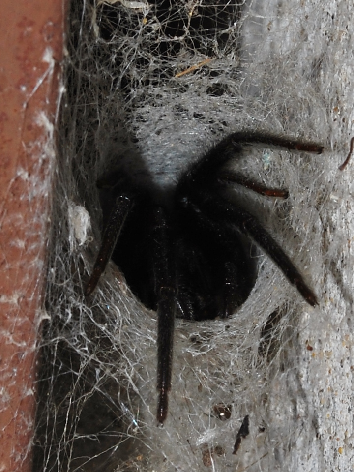 segestria florentina 004 - 