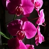 P1030562 - orchideëen