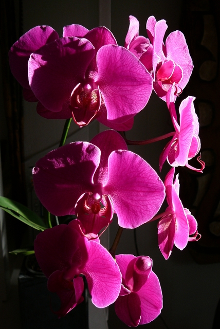 P1030562 orchideëen