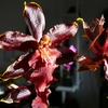 P1030561 - orchideëen