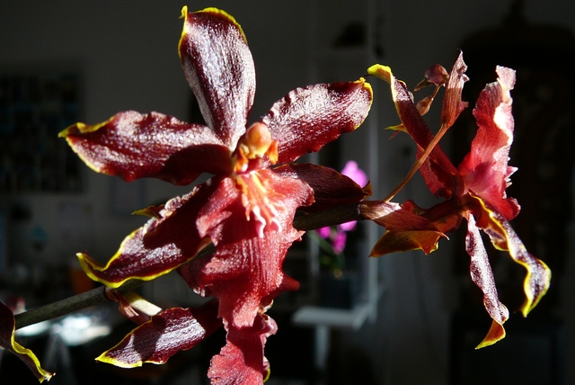 P1030561 orchideëen