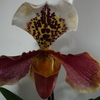 P1030560 - orchideëen