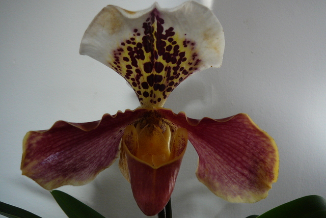 P1030560 orchideëen