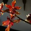 P1030552 - orchideÃ«en