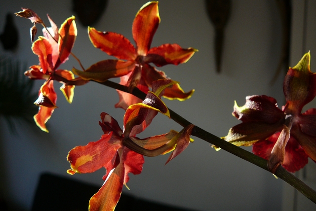P1030552 orchideëen