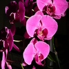 P1030554 - orchideÃ«en