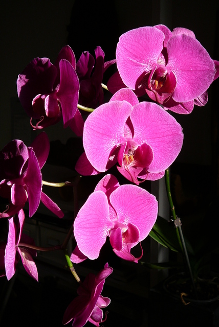 P1030554 orchideëen