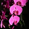 P1030555 - orchideÃ«en