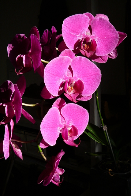 P1030555 orchideëen