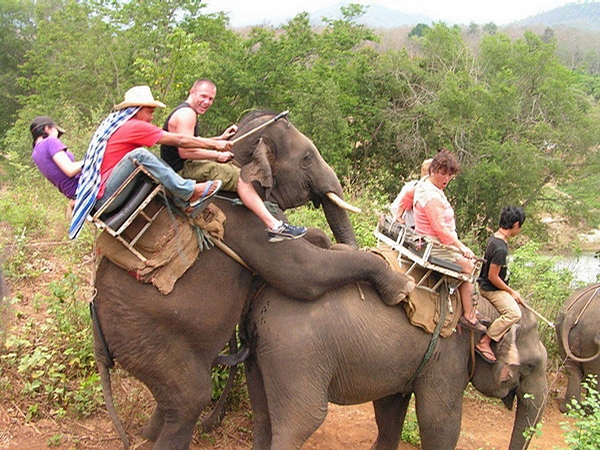 2430-elephant-joyride - 