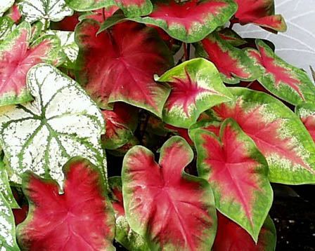caladium3 - 