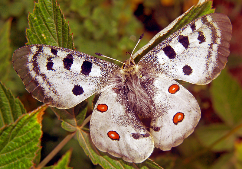 PARNASSIUS APOLLO2 VALASCO 05-07-06 - 