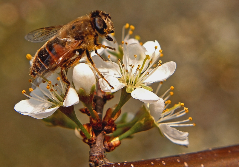 S.ANSELMO 08-04-06 - 