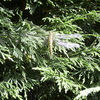 Tuin - Libelle 17-06-10 - In de tuin 2010