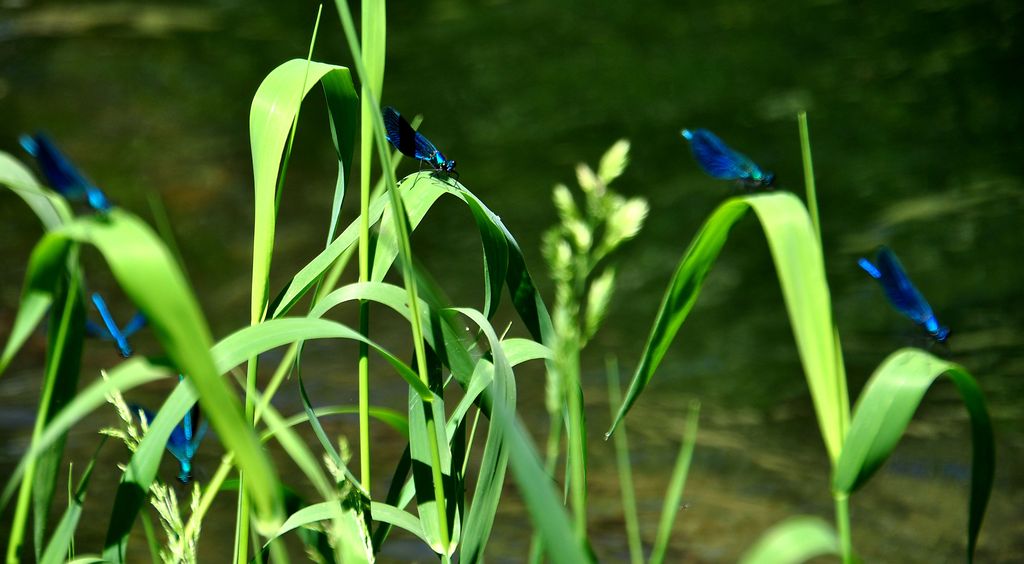 nuova cartella 2 196 - 