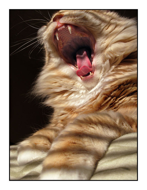 Cat Yawn Comox Valley