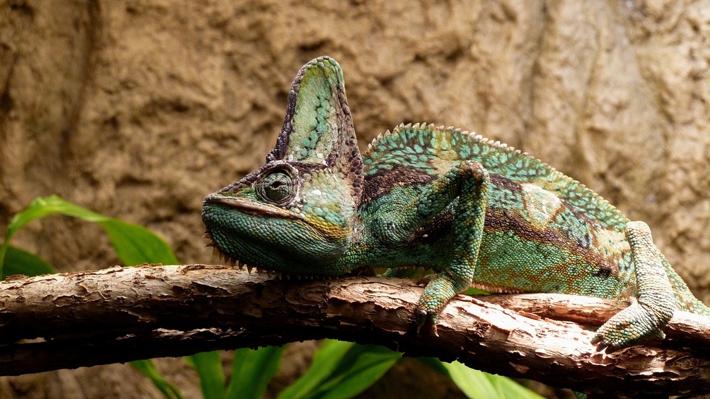 chameleon - 