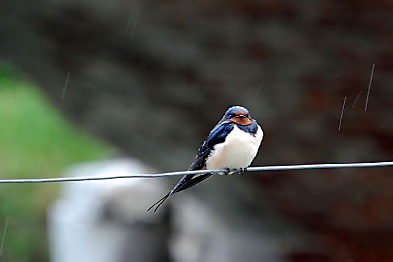 rondine sotto la pioggia 2 - 