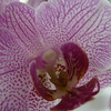P1030542 - orchideÃ«en