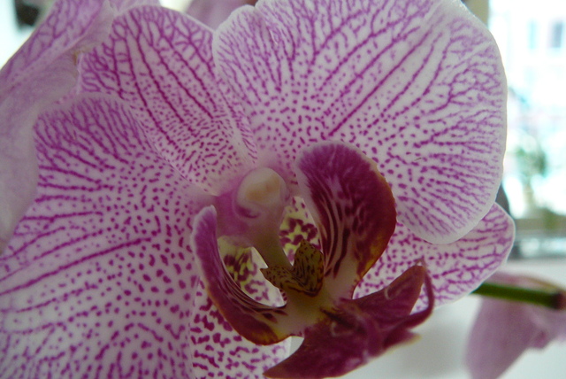 P1030542 orchideÃ«en