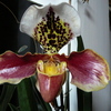 P1030543 - orchideÃ«en