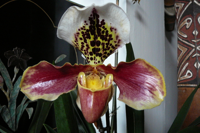 P1030543 orchideÃ«en