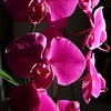 P1030563(1) - orchideëen