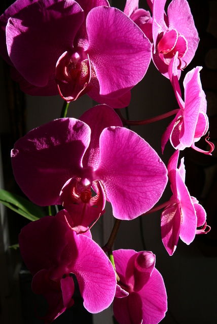 P1030563(1) orchideëen