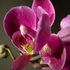 P1030613 - orchideëen