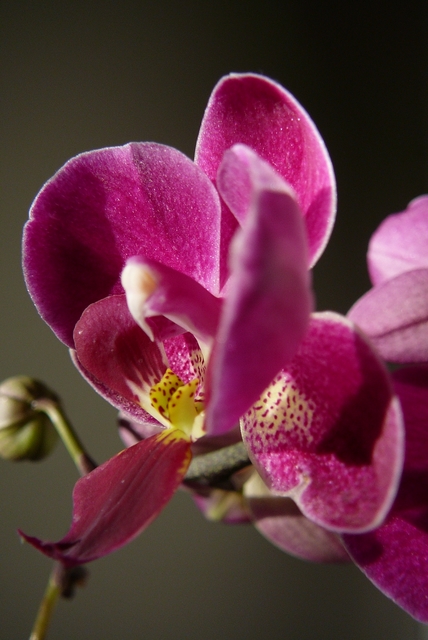 P1030613 orchideëen