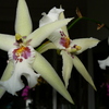 P1030600 - orchideÃ«en
