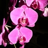 P1030604 - orchideëen