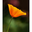 Poppy 2010 - Close-Up Photography