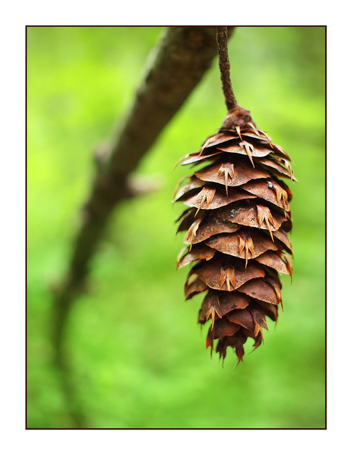 Hanging Cone Close-Up Photography