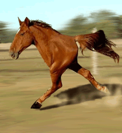horse - 
