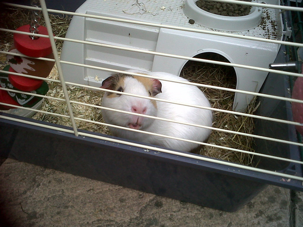 IMG00196-20100520-1247 - 