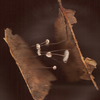 mushrooms on a leaf - Picture Box