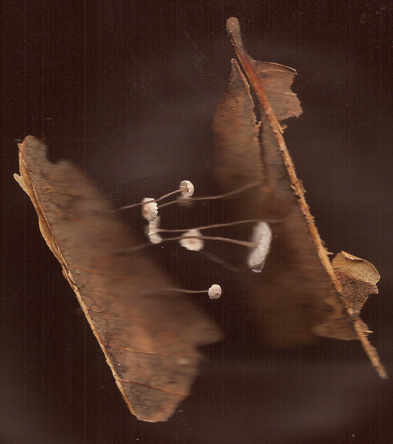 mushrooms on a leaf Picture Box