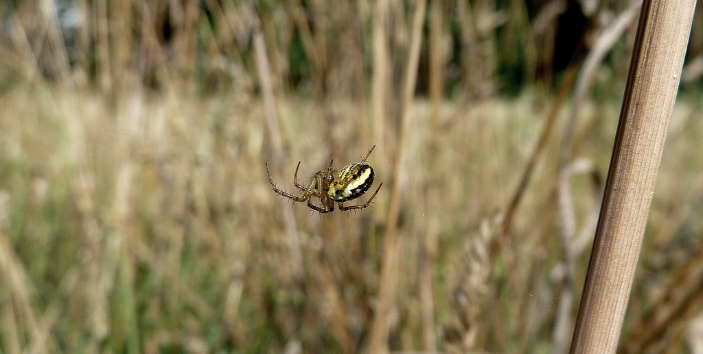 yellowspider - 