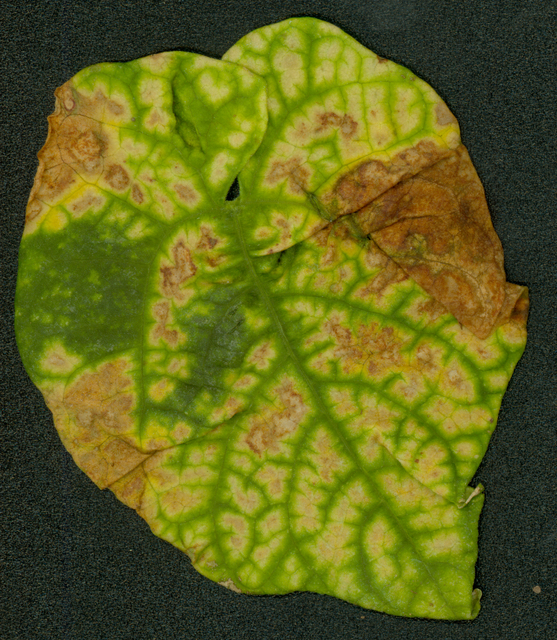 DELAPIDATED DEFUNCT DECREPIT Virus Leaves