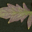 UNDERSIDE OF DARTH - Virus Leaves