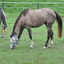 P1160615 - diverse