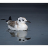 SeaBird Reflection - Wildlife