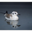 SeaBird Reflection - Wildlife