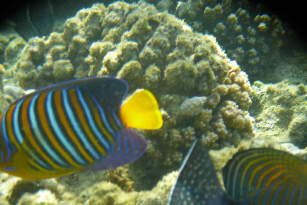 P1050023 Marsa Alam