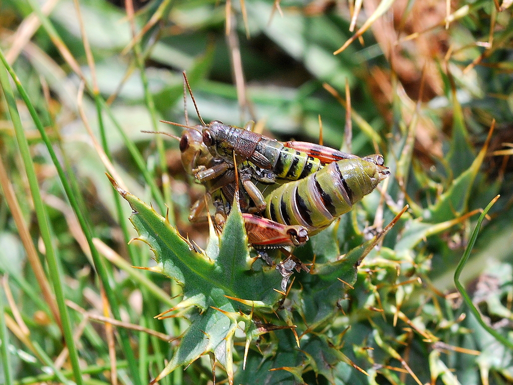 insetti di montagna 001 - 