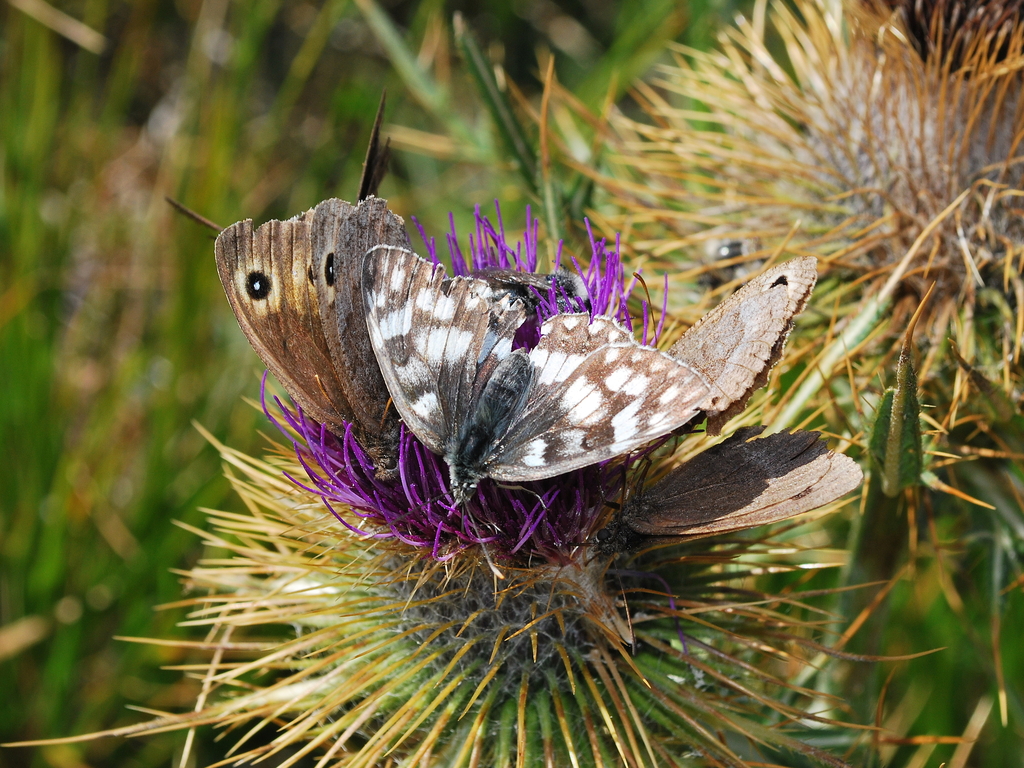 insetti di montagna 002 - 