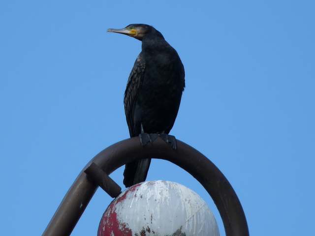 P1170597 de vogels van amsterdam